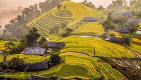Hoang Su Phi Golden Terraced rice-fields
